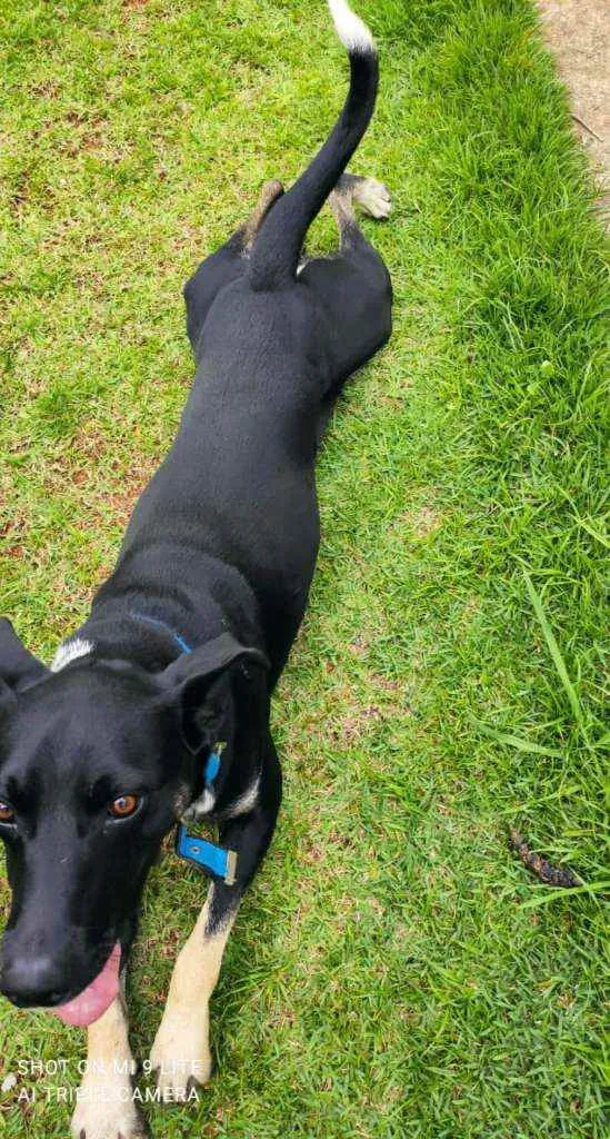 Cachorro raça Vira lata idade 7 a 11 meses nome Sorriso