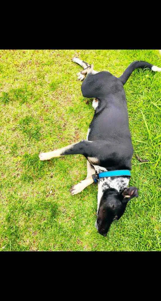 Cachorro raça Vira lata idade 7 a 11 meses nome Sorriso