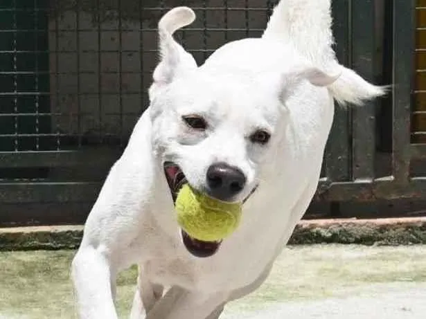 Cachorro raça Mestiço labrador idade 3 anos nome Ras