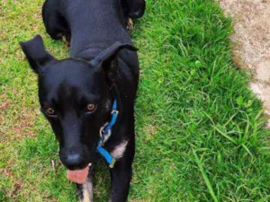 Cachorro raça Vira lata idade 7 a 11 meses nome Sorriso