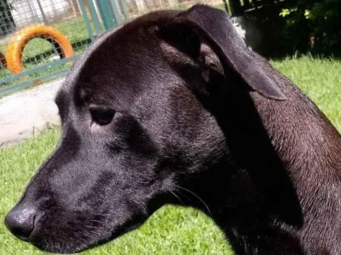 Cachorro raça Mestiça galgo  idade 1 ano nome Lilich