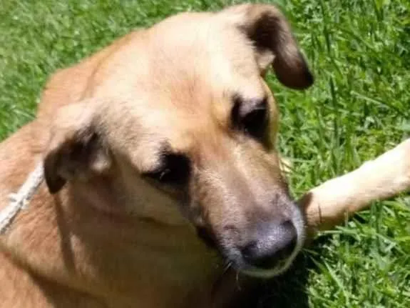 Cachorro raça Vira lata  idade 3 anos nome Adriana 