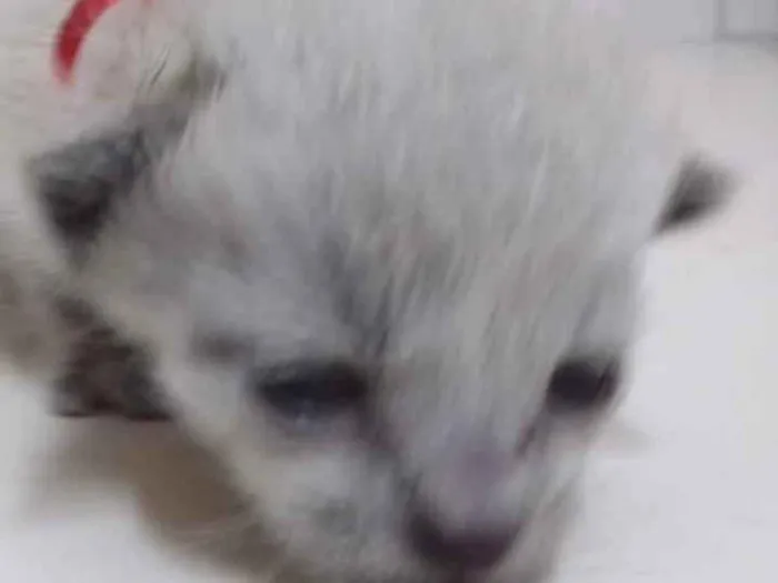 Gato ra a indefinida idade Abaixo de 2 meses nome sem nome