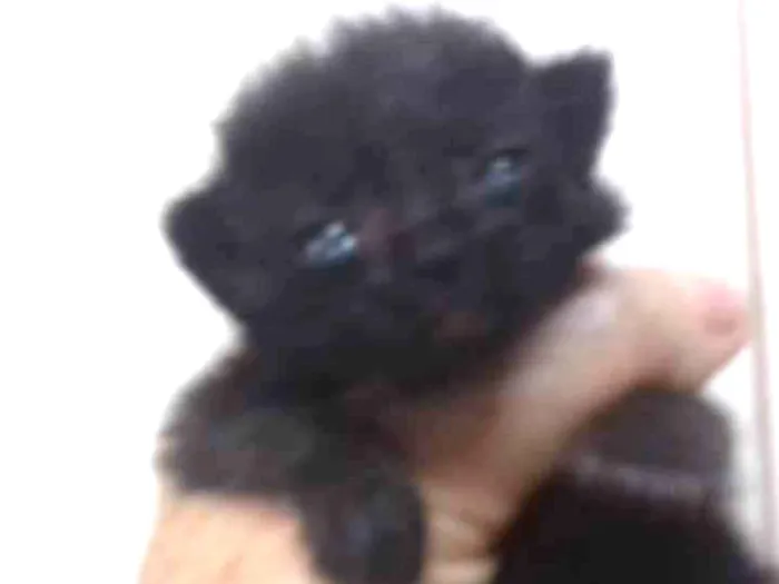 Gato ra a indefinida idade Abaixo de 2 meses nome sem nome