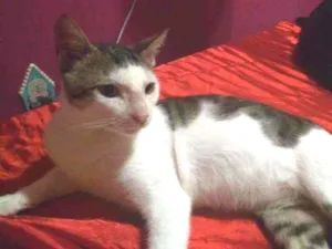 Gato raça SRD idade 1 ano nome Floki