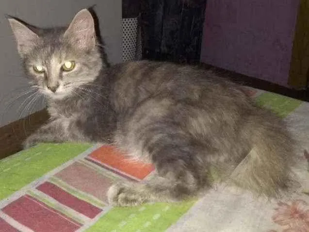 Gato ra a Angorá idade 2 a 6 meses nome Juliet