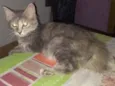 Juliet