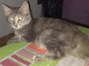 Gato raça Angorá idade 2 a 6 meses nome Juliet