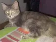Juliet