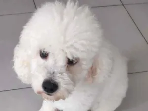 Cachorro raça Poodle Toy idade 2 anos nome Buddy