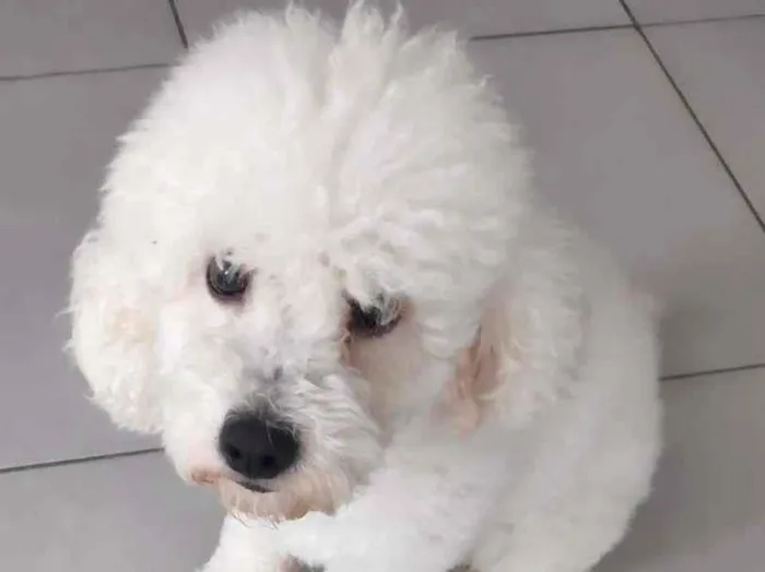 Cachorro ra a Poodle Toy idade 2 anos nome Buddy