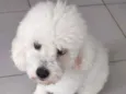 Buddy