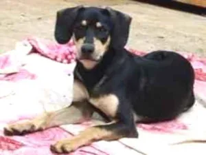 Cachorro raça SRD-ViraLata idade 7 a 11 meses nome Mônica