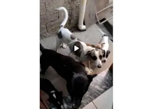 Cachorro raça Vira lata idade 2 a 6 meses nome Sem nomes