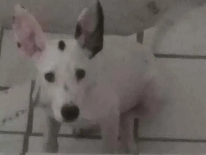 Cachorro ra a Dalmata idade 2 a 6 meses nome Lup