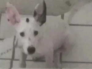 Cachorro raça Dalmata idade 2 a 6 meses nome Lup