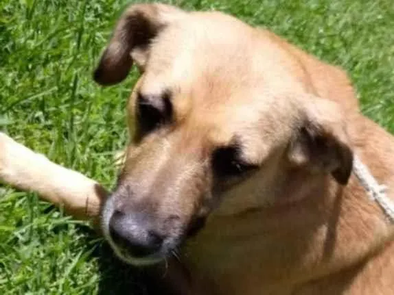 Cachorro raça Vira lata  idade 3 anos nome Adriana 