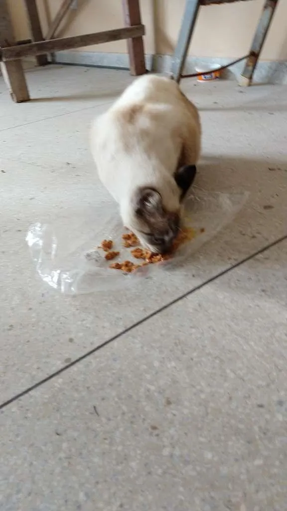Gato raça SRD-ViraLata idade 2 anos nome FILÓ