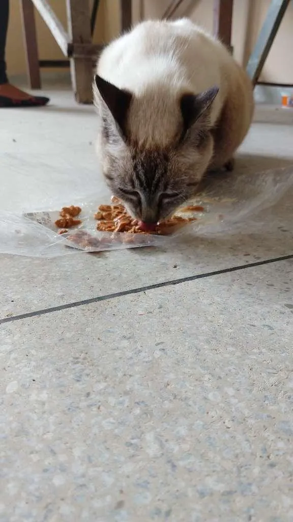 Gato raça SRD-ViraLata idade 2 anos nome FILÓ