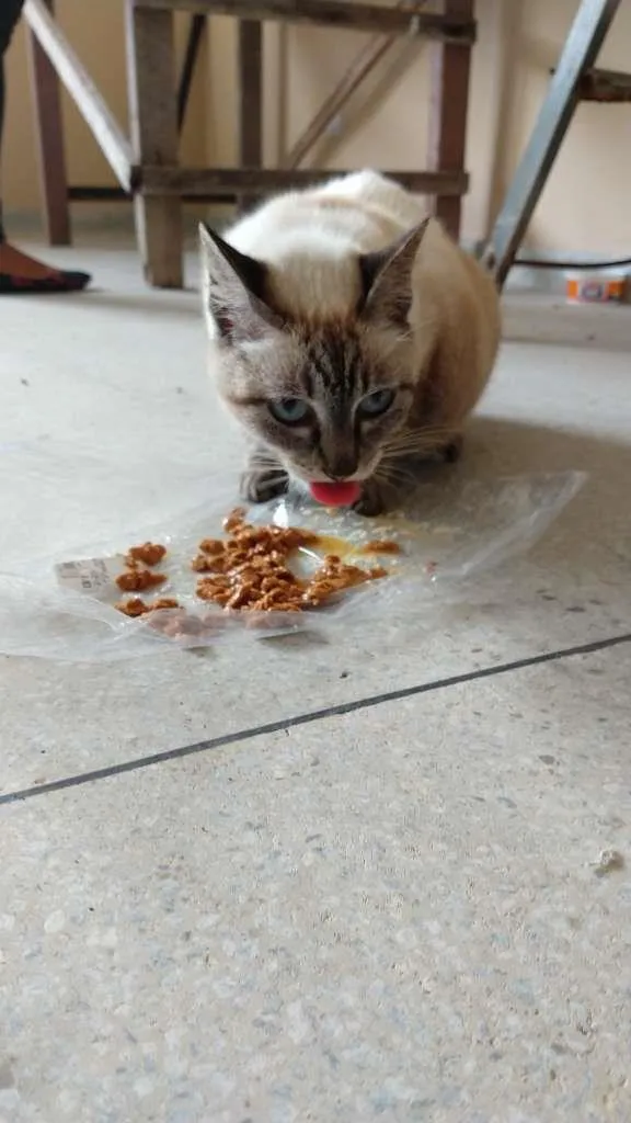 Gato raça SRD-ViraLata idade 2 anos nome FILÓ