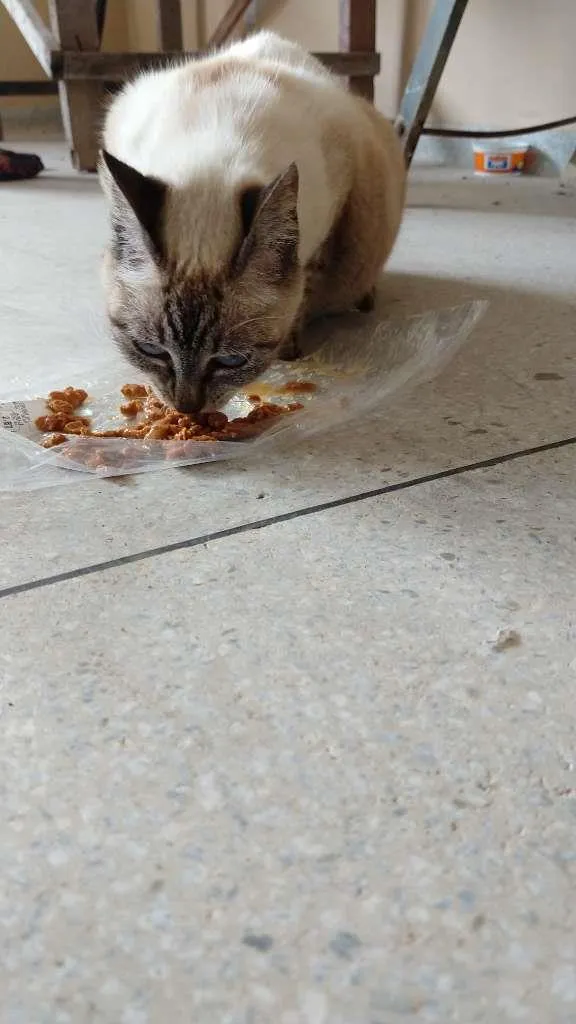 Gato raça SRD-ViraLata idade 2 anos nome FILÓ