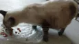 FILÓ