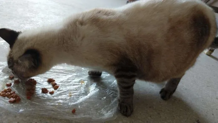 Gato raça SRD-ViraLata idade 2 anos nome FILÓ