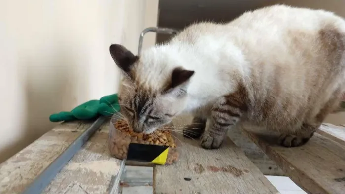 Gato raça SRD-ViraLata idade 2 anos nome FILÓ