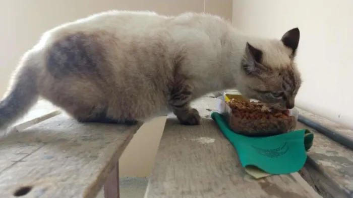 Gato raça SRD-ViraLata idade 2 anos nome FILÓ