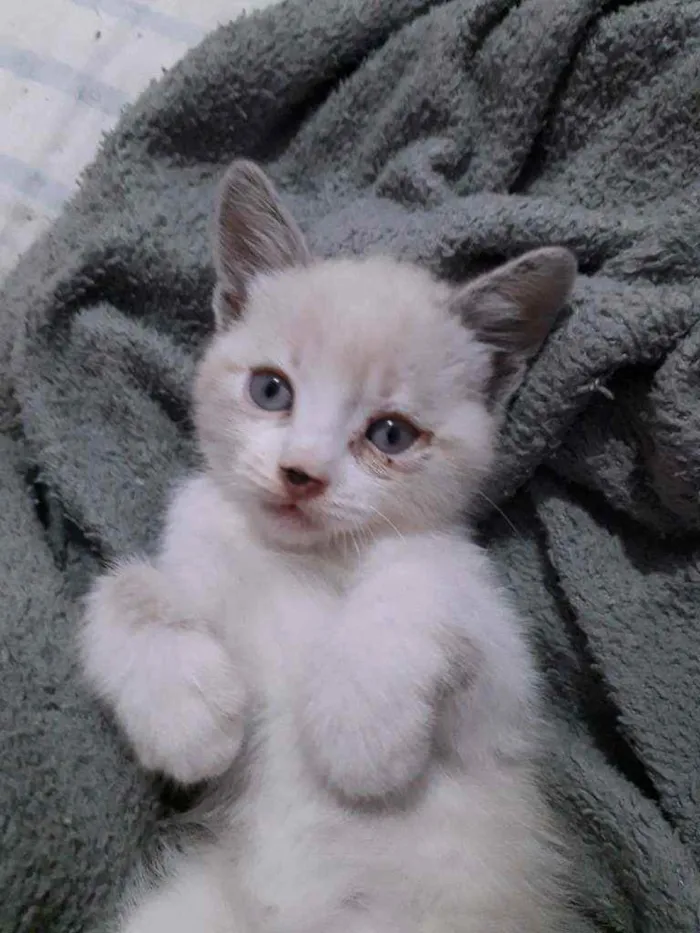 Gato ra a Não definida  idade 2 a 6 meses nome Bóris