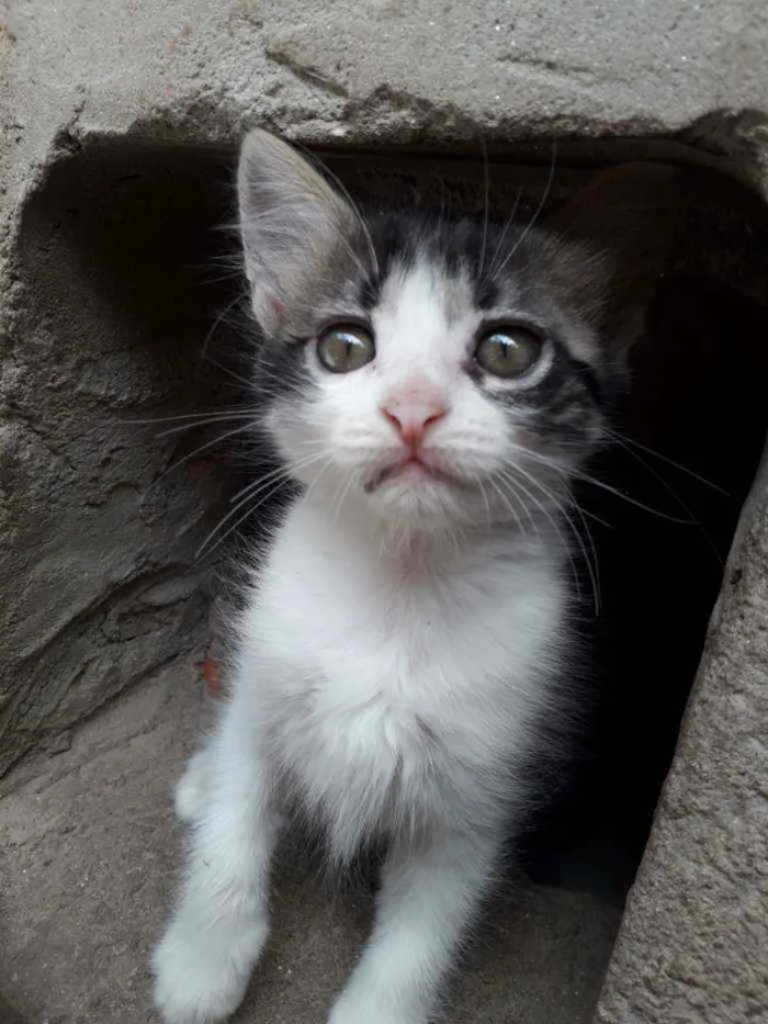 Gato ra a Não definida  idade 2 a 6 meses nome Lisa
