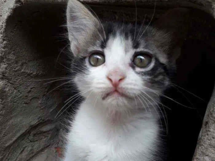 Gato ra a Não definida  idade 2 a 6 meses nome Lisa