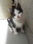 Lola