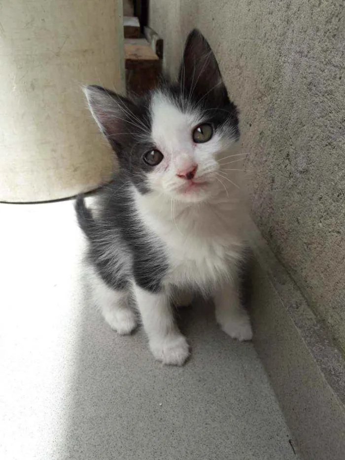 Gato ra a Não definida  idade 2 a 6 meses nome Lola