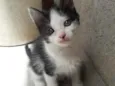 Lola