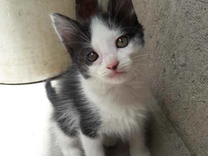 Gato ra a Não definida  idade 2 a 6 meses nome Lola