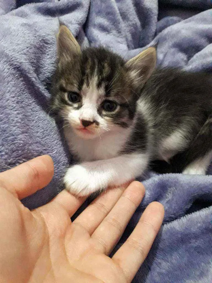 Gato raça Não definida  idade 2 a 6 meses nome Lolita