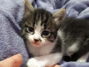 Gato raça Não definida  idade 2 a 6 meses nome Lolita