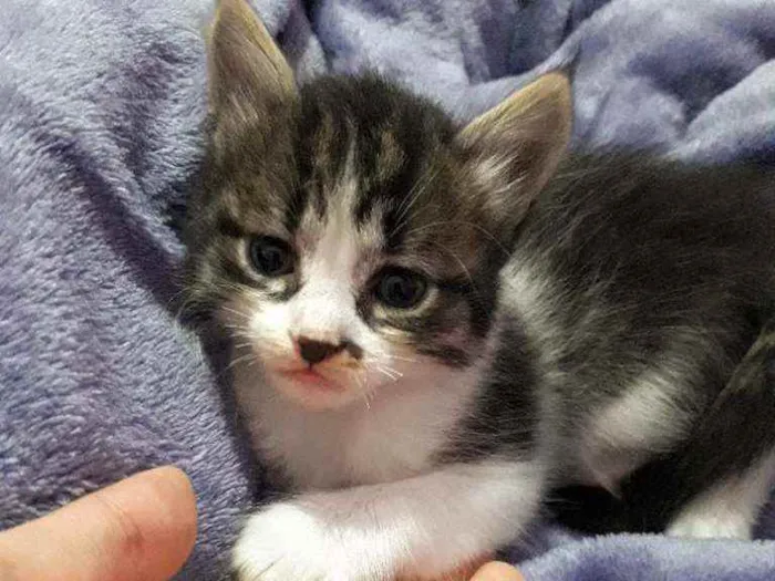 Gato raça Não definida  idade 2 a 6 meses nome Lolita