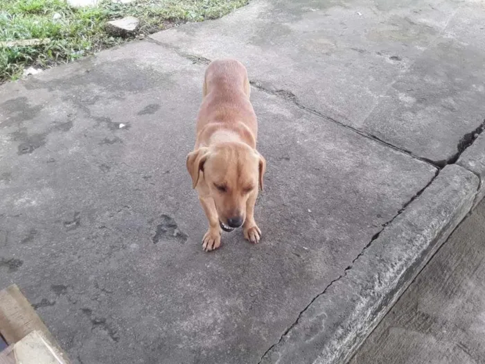 Cachorro raça SRD-ViraLata idade 1 ano nome SANSÃO