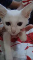 Gato raça  idade 2 a 6 meses nome Filhote Abandonado