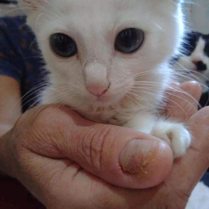 Gato raça  idade 2 a 6 meses nome Filhote Abandonado