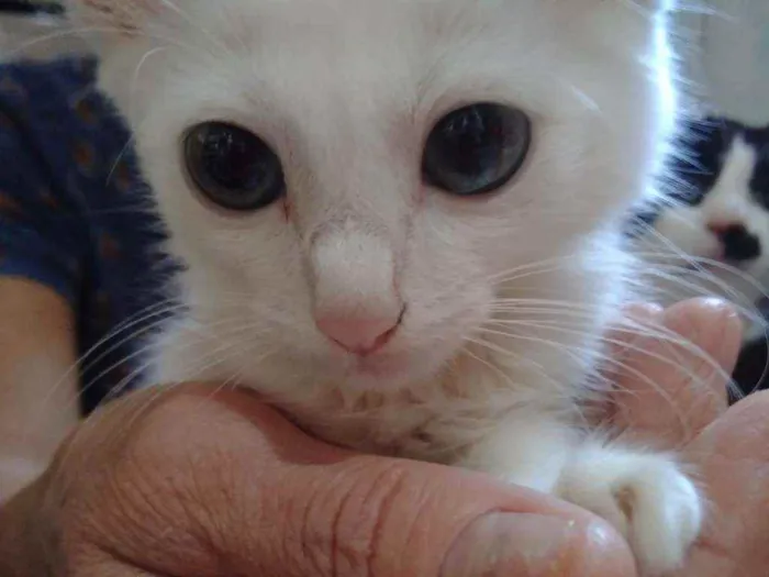 Gato raça  idade 2 a 6 meses nome Filhote Abandonado