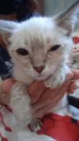 Gato raça  idade 2 a 6 meses nome Filhote Abandonada
