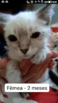 Gato raça  idade 2 a 6 meses nome Filhote Abandonada