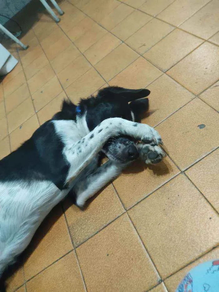 Cachorro ra a vira lata idade 2 anos nome Bob
