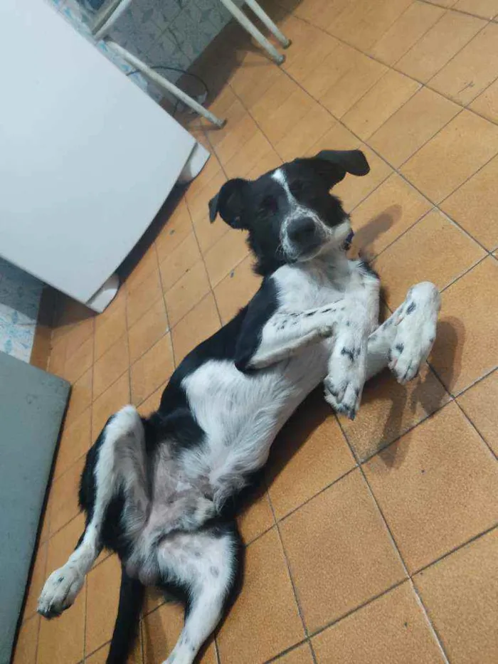Cachorro ra a vira lata idade 2 anos nome Bob