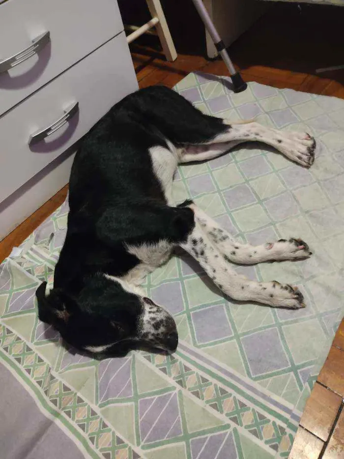 Cachorro ra a vira lata idade 2 anos nome Bob
