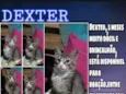 Gato raça SRD idade 2 a 6 meses nome Dexter 