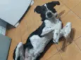 Bob